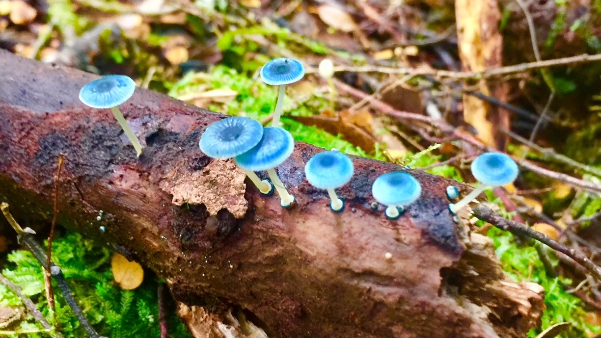 tasmania's fungi season off to slow start, but when rain comes here are some species to look out for
