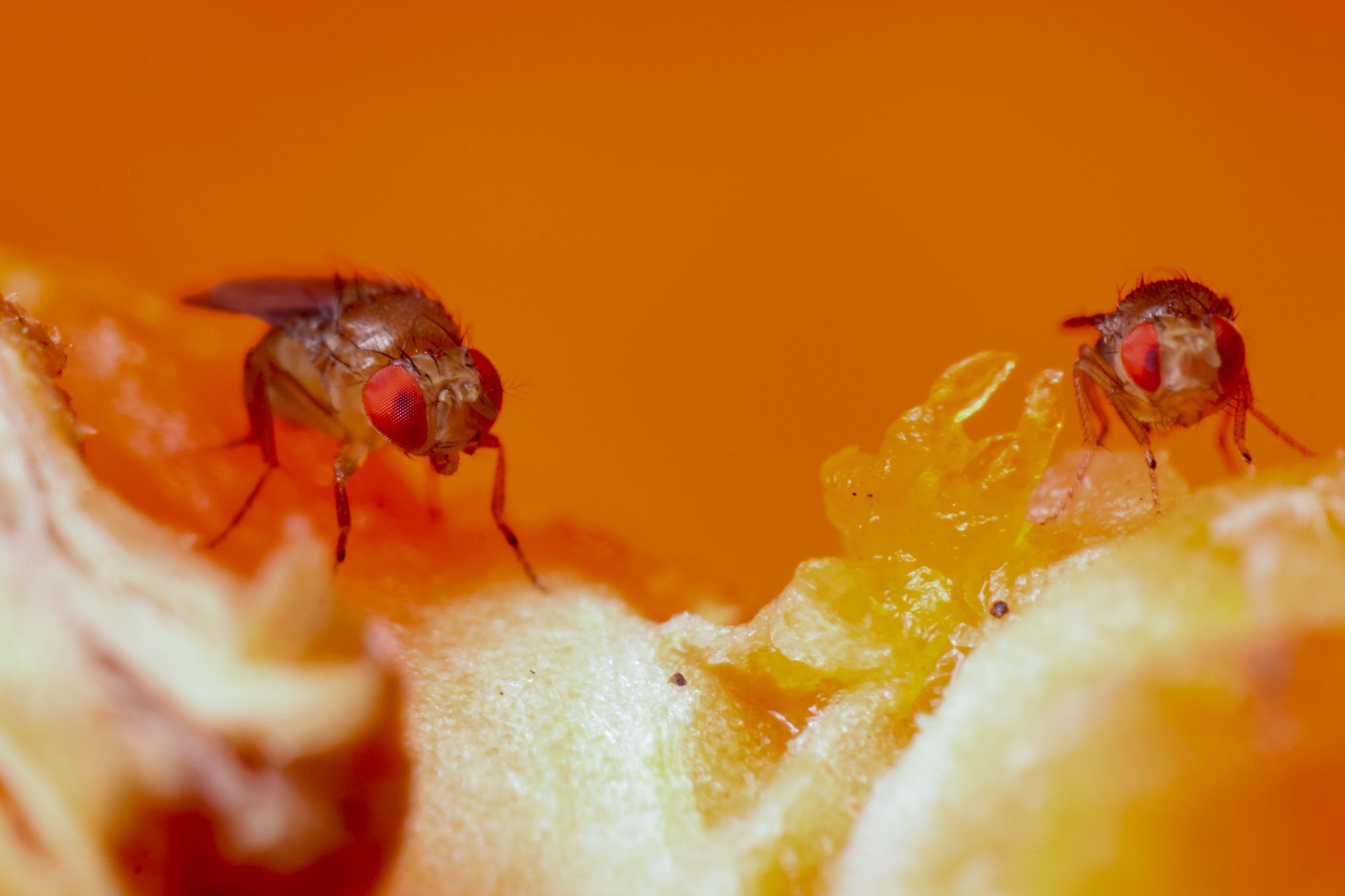 waarom de suzuki-fruitvlieg een probleem is