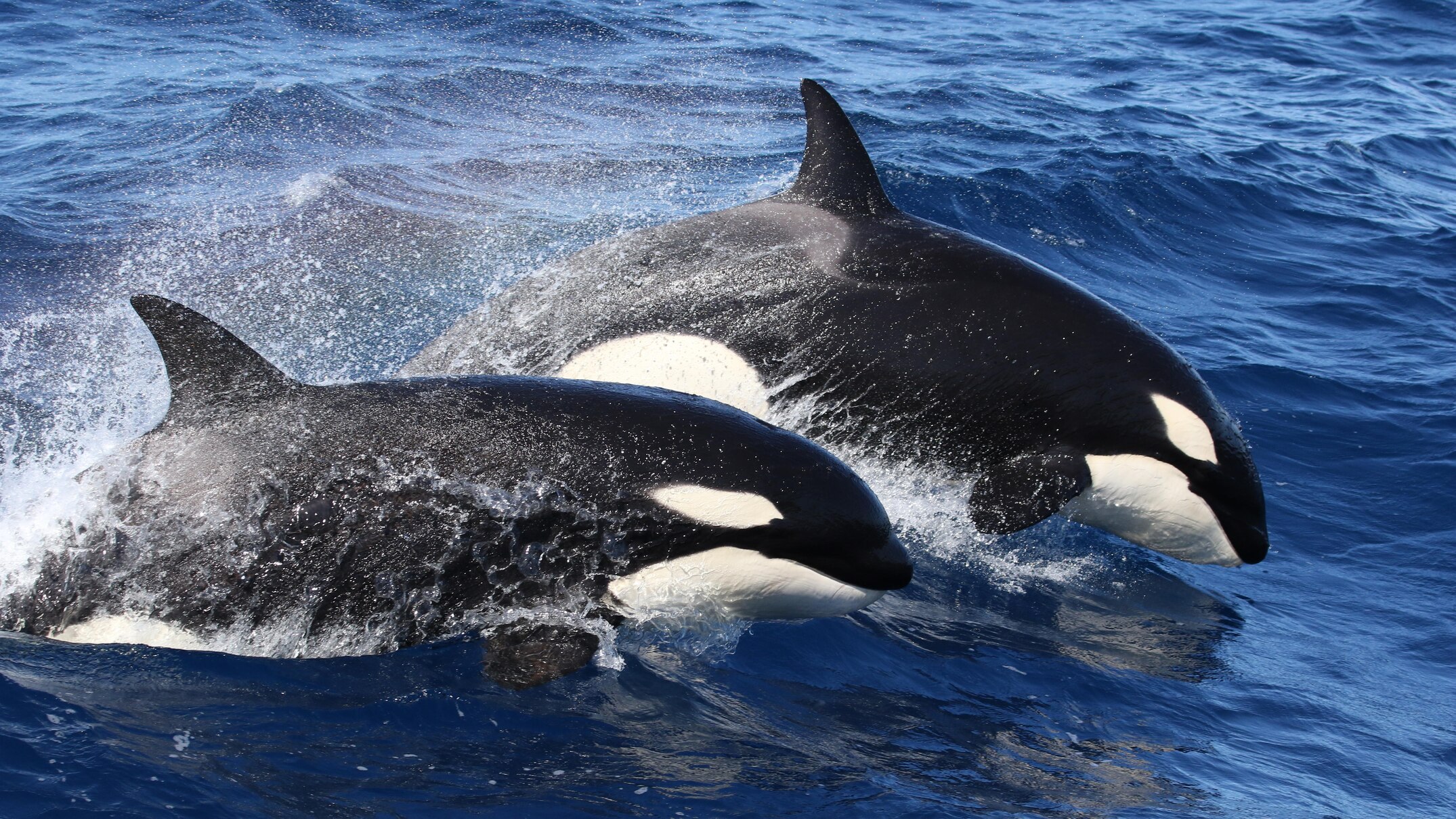 how killer whales move around australia now better understood, thanks to citizen science project