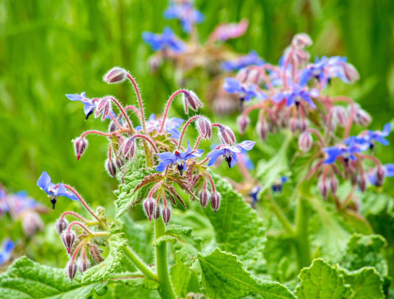 Utilizing Living Mulch for Thriving Gardens