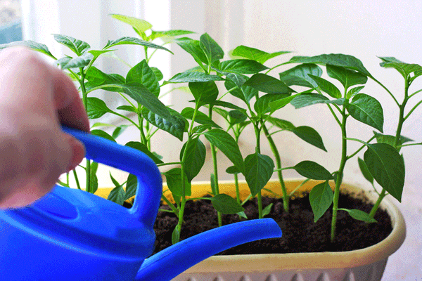 7 cara merawat tanaman cabai supaya sehat dan berbuah lebat