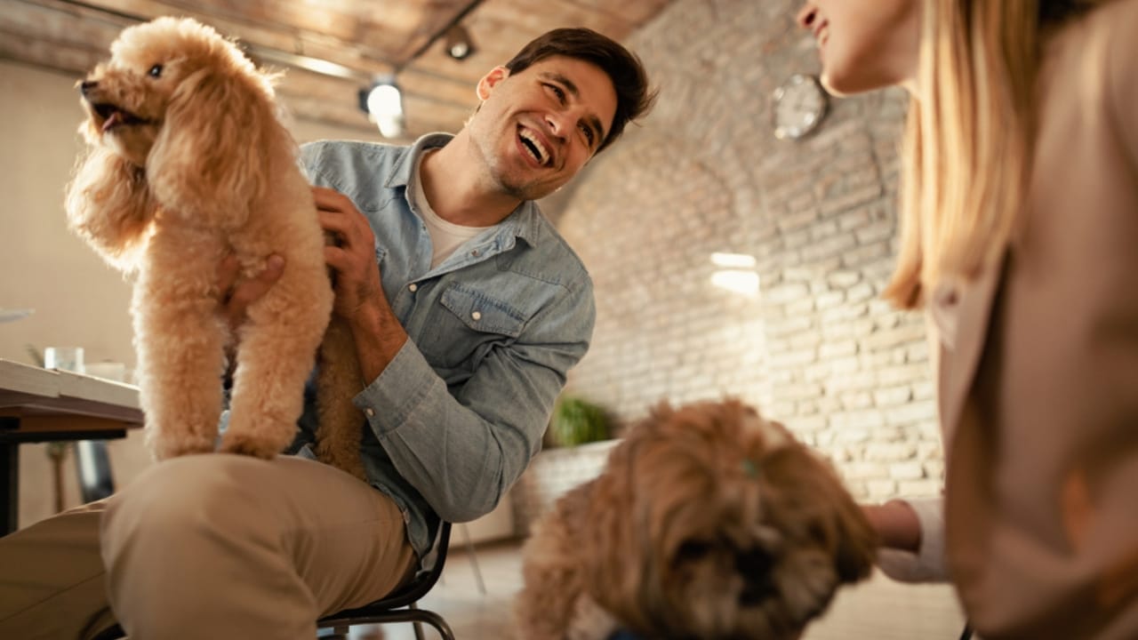 <p>Training a friendly dog breed can be a joyful and rewarding experience. Here are some tips to help you get the most out of training sessions with your sociable canine:</p> <ul> <li><strong>Start Early</strong>: Begin training and socialization as soon as you bring your puppy home. Early exposure to different people, pets, and environments will help your dog become well-adjusted and confident.</li> <li><strong>Positive Reinforcement</strong>: Use treats, praise, and play as rewards. Friendly breeds often respond well to positive reinforcement techniques, as they are eager to please their owners and thrive on affection.</li> <li><strong>Consistency is Key</strong>: Maintain consistent commands, rules, and routines. Dogs, especially friendly ones that thrive on pleasing their owners, benefit from knowing what’s expected of them. This reduces anxiety and improves their learning efficiency.</li> <li><strong>Keep Training Sessions Short and Fun</strong>: Friendly breeds can be very enthusiastic but may have short attention spans. To keep their interest, keep training sessions brief (5-10 minutes for puppies) and engaging.</li> <li><strong>Patience and Gentle Discipline</strong>: If your dog makes a mistake, correct them gently. Harsh corrections can frighten or confuse them, leading to setbacks in training. Instead, guide them to the correct behavior and reward them for getting it right.</li> <li><strong>Social Skills</strong>: Since friendly breeds love interacting, it’s crucial to teach them how to behave around other dogs and people. Teach them polite greetings and to read social cues from others to prevent overly exuberant behaviors.</li> <li><strong>Challenge Their Minds</strong>: Intelligent breeds need mental stimulation to stay content. Use puzzle toys, teach new tricks, and practice skills in varying scenarios to keep their minds sharp.</li> <li><strong>Leash Training</strong>: Train your dog to walk calmly on a leash. Friendly breeds may want to greet everyone they see, but it’s important for them to learn to do so only with permission.</li> <li><strong>Handling Exercises</strong>: Get your dog used to being handled. Regularly practice touching their paws, ears, and tails to prepare them for grooming and vet visits without stress.</li> <li><strong>End on a Positive Note</strong>: Always end training sessions on a positive note, with a treat, some affection, or playtime. This ensures they associate training with positive experiences and remain eager to learn more.</li> </ul>