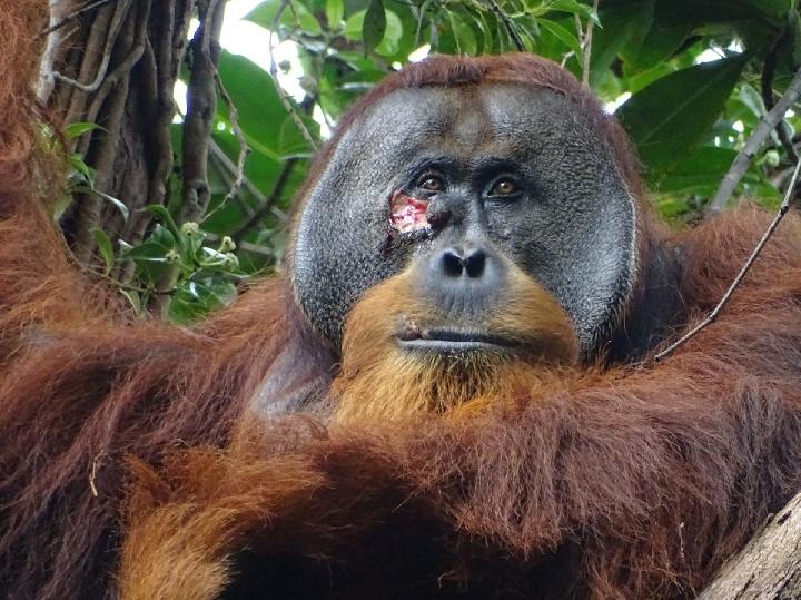 orangutan ini obati sendiri lukanya dengan daun akar kuning, bikin peneliti penasaran