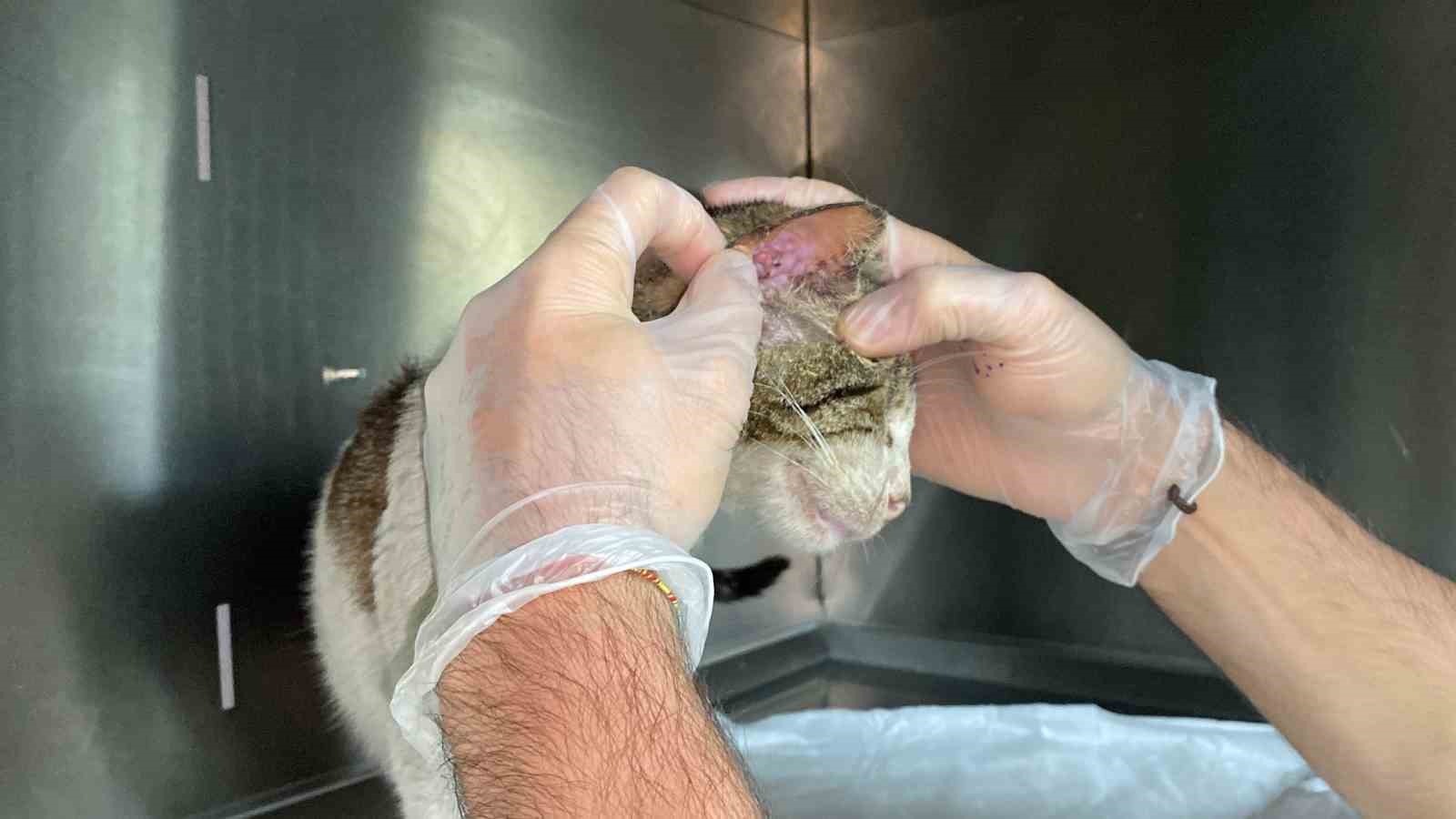 sokak kedisi, kulağındaki tümörle veteriner hekimin ayağına gitti