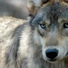 U.S. House votes to remove gray wolf from endangered list in 48 contiguous states<br>