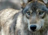 U.S. House votes to remove gray wolf from endangered list in 48 contiguous states<br><br>