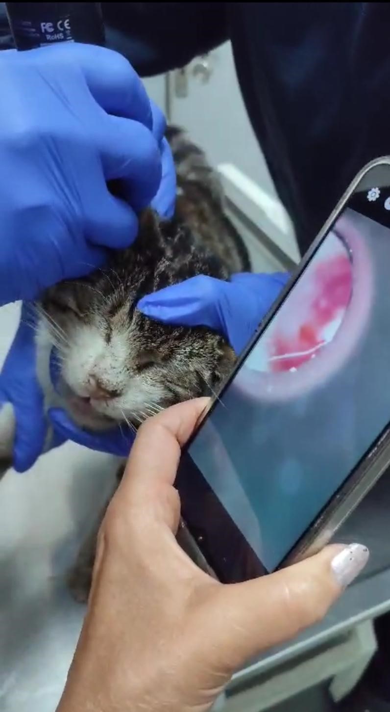 sokak kedisi, kulağındaki tümörle veteriner hekimin ayağına gitti