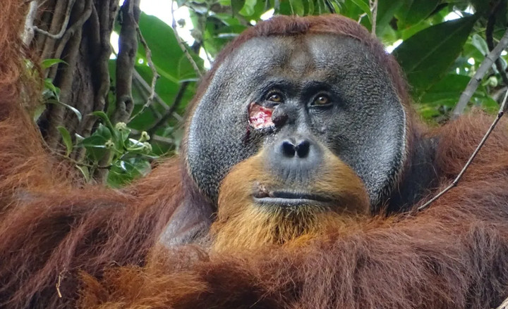 pertama kali, orang utan sumatra terpantau obati luka sendiri pakai tanaman