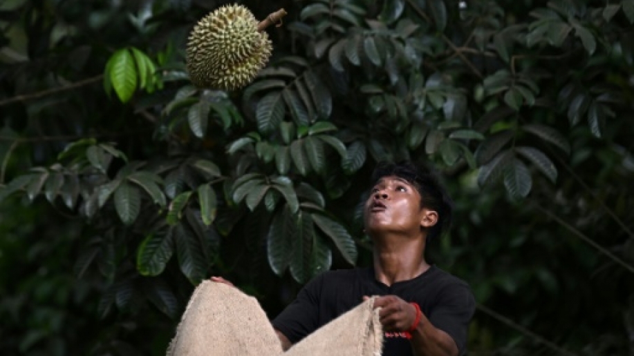 en thaïlande, la vague de chaleur étouffe les producteurs de durians