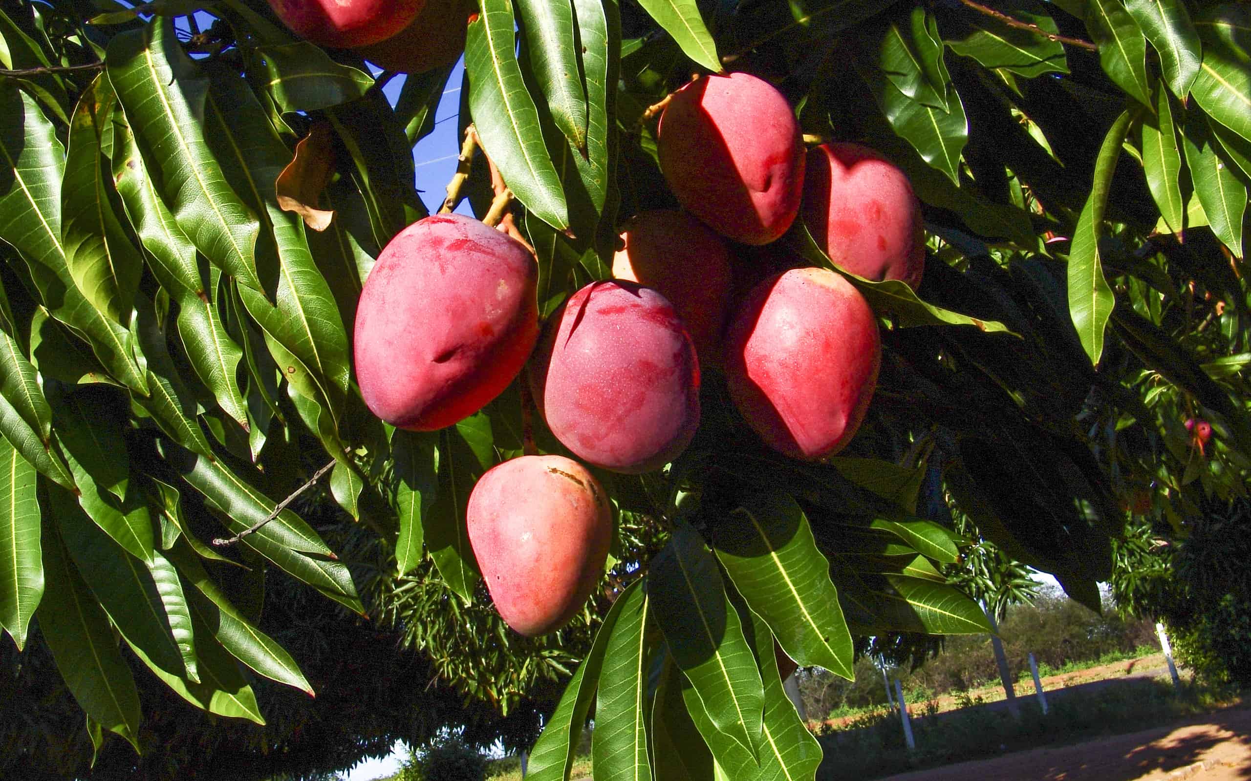 The 8 Countries That Grow the Most Mangoes in the World