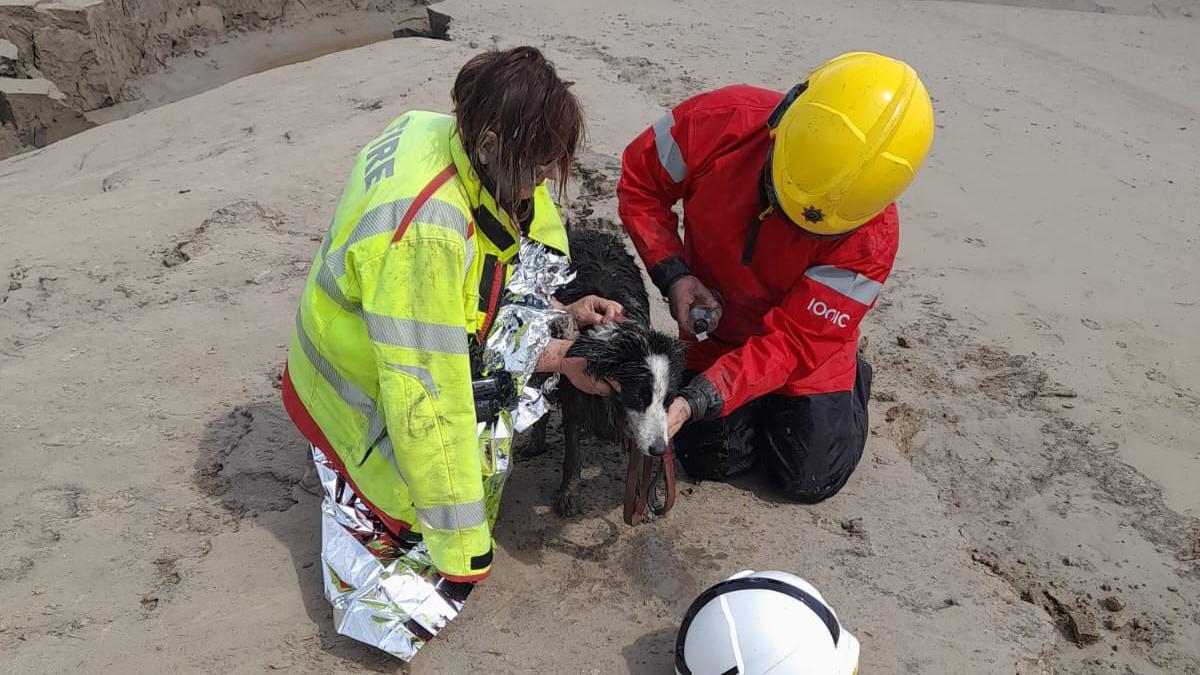dog rescued after getting stuck in quicksand