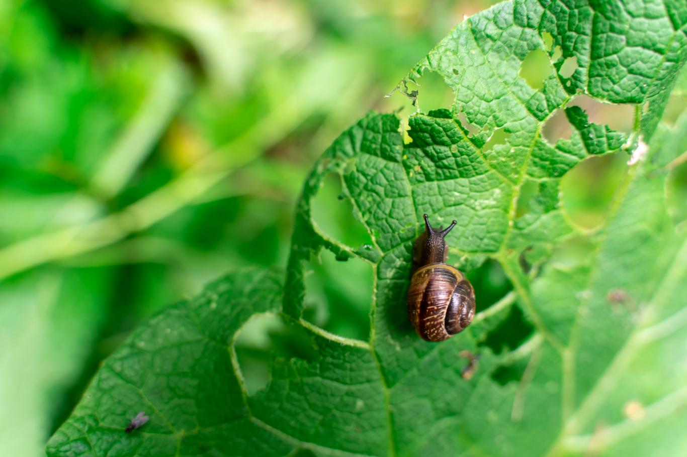 5 astuces de grand-mère pour repousser les escargots et les limaces de votre jardin avec des aliments de sa cuisine