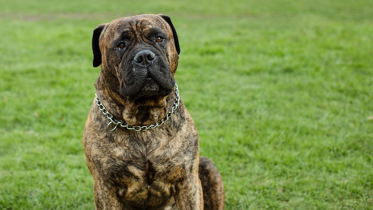 <p>The Bullmastiff is a powerhouse, originally bred by gamekeepers to guard estates and ward off poachers. With a dense, muscular body and a naturally intimidating presence, these dogs carry an air of authority and strength. Their physical power is matched by an instinctive protective nature that makes them exceptional guard dogs.</p> <p>Though they might look imposing, Bullmastiffs are known for their gentle and calm demeanor around their families. They are excellent at distinguishing between normal behavior and potential threats, which makes them not just strong but also smart protectors. Their courage and loyalty are as impressive as their physical strength.</p>