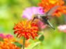 Do Hummingbirds Like Zinnias? Growing Tips + 8 Other Flowers Hummingbirds Love<br><br>