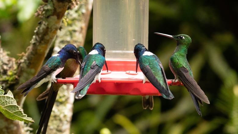 why people wrap aluminum foil around hummingbird feeders (& should you?)
