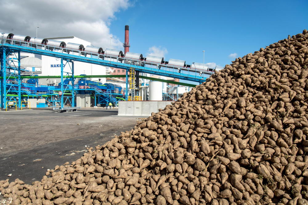 rosja wstrzymuje do końca sierpnia eksport cukru