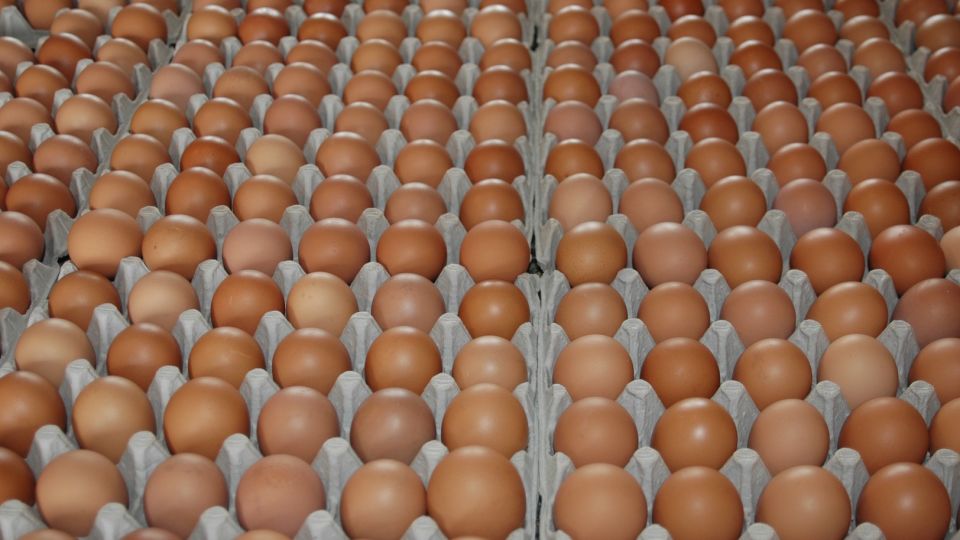 why do brown eggs cost more than white eggs? blame the bird