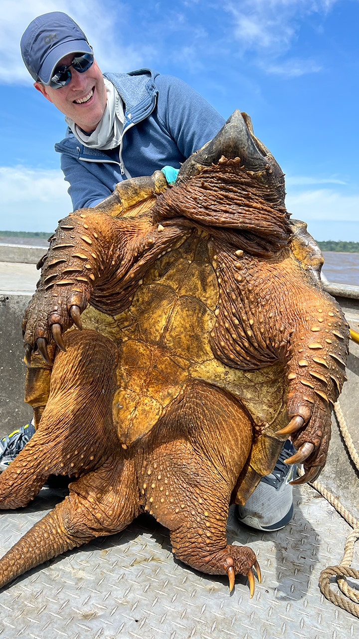 fisherman hooks prehistoric 200-pound alligator snapping turtle before catching monster alligator gar