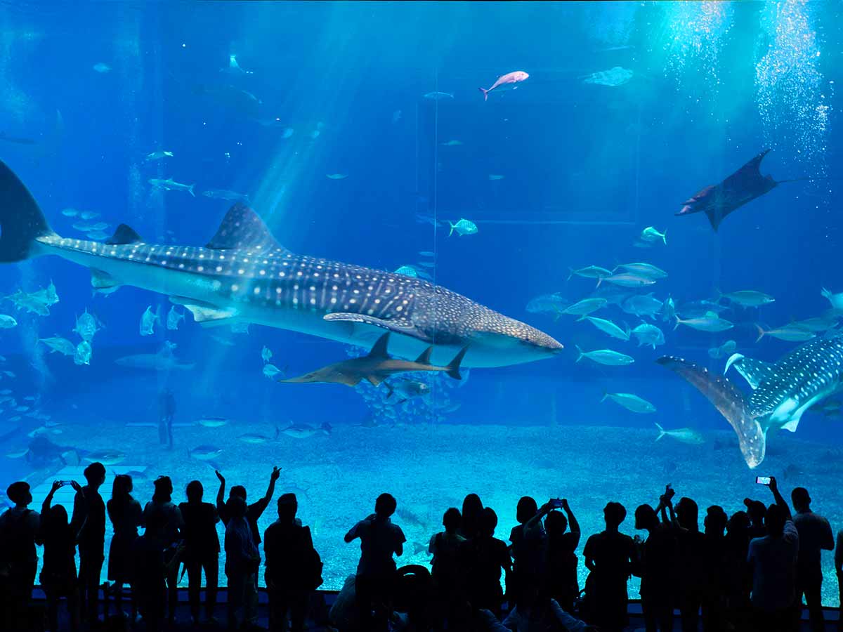 <p>If you want to see the ocean in Georgia, you're going to have to go quite a bit further east than Atlanta. However, if you want to see one of the largest aquariums in the world sporting all kinds of ocean life, it's just the place for you! </p> <p>Visitors from all over the world flock to the Atlanta Aquarium yearly for its diverse eco-systems and animal inhabitants. With almost 3 million visitors per year, it's no wonder why this major tourist attraction is so in demand! Famous for its wide collection of species including Bottlenose Dolphins, Manta Rays, and Beluga Whales, the Atlanta Aquarium is a go-to destination in Georgia. </p> <p>In 2018 the destination announced an expansion with a hefty $100 million price tag — surely grabbing more visitor attention than ever before! With state-of-the-art therapies such as sea floating tunnels providing unique views into Shark tanks, there's little doubt that The Atlanta Aquarium will swell in popularity even further with this new infrastructure.</p>