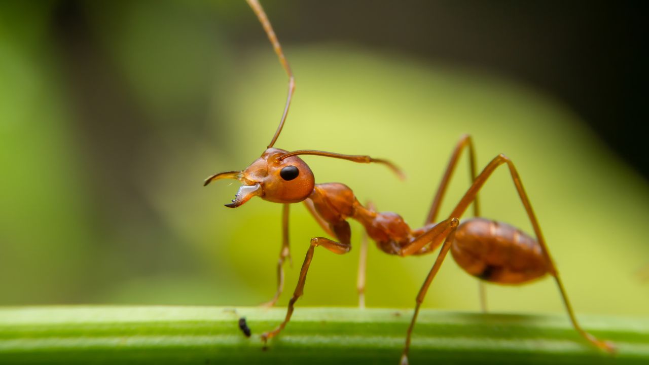 como eliminar formigas? veja dicas para combatê-las em casa