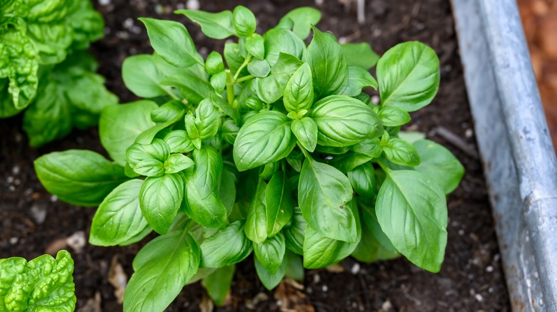 5 herbs and veggies you should avoid growing near basil in the garden