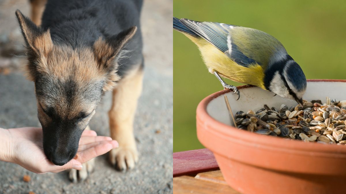 benefits and significance of feeding birds and animals according to astrology