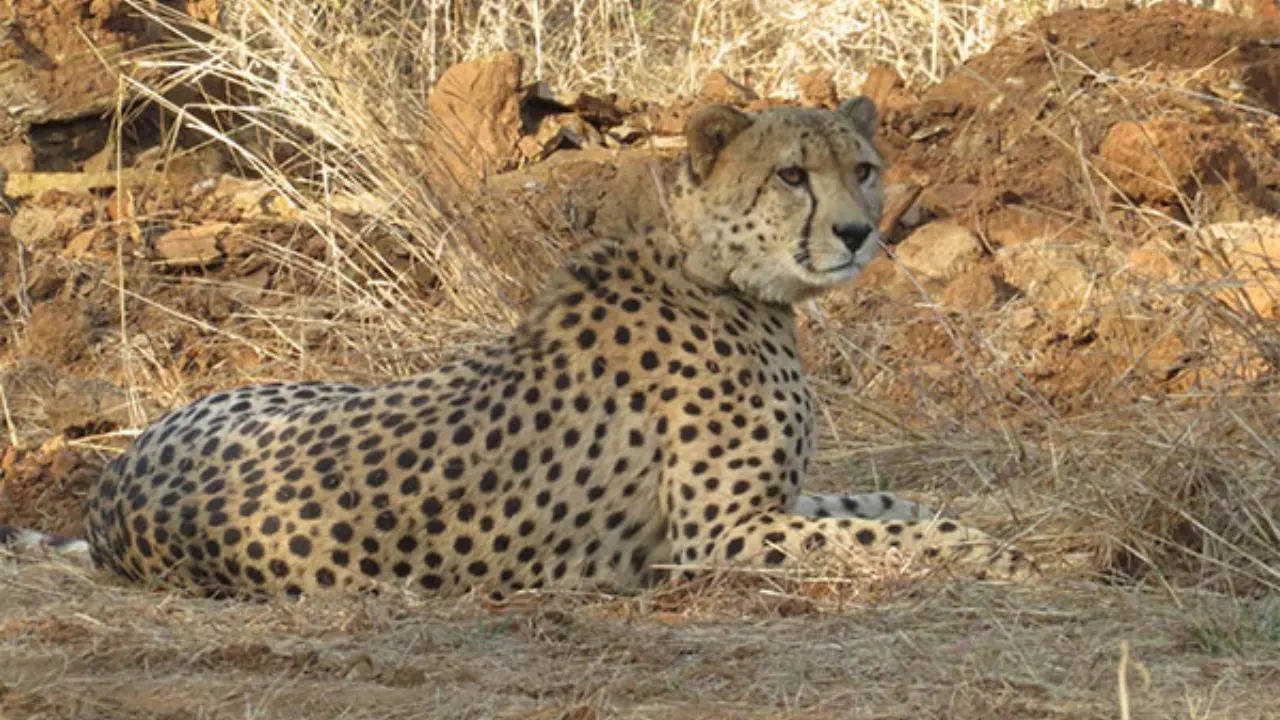 cheetah, which strayed out of madhya pradesh's kuno national park, rescued