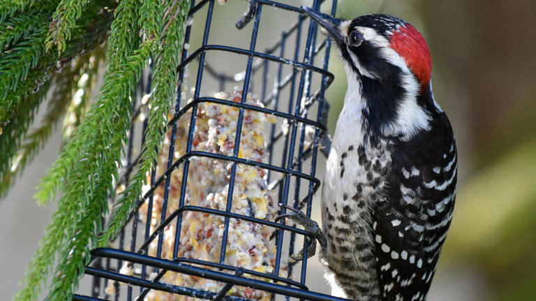 The Important Thing To Check For Before Hanging Your Bird Feeder Outdoors