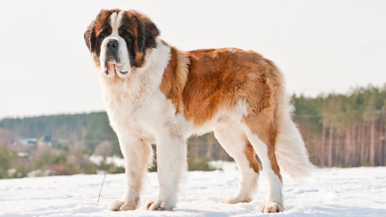 <p><strong>Iconic Alpine Rescuer:</strong> Famous for their role in alpine rescue missions, Saint Bernards can grow to about 30 inches tall and are renowned for their strength and endurance. They carry a heritage of saving travelers from snow and avalanches in the Swiss Alps. (<a href="https://iheartdogs.com/the-history-and-origin-of-the-st-bernard-a-comprehensive-look/">ref</a>)</p> <p><strong>Calm and Patient:</strong> This breed is known for its calm and patient nature, often showing a tolerant attitude toward children. They drool significantly, which potential owners should consider. Due to their low energy levels, they make excellent indoor pets despite their size.</p>