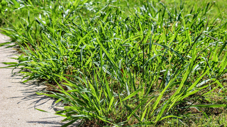 this grass can choke out pesky summer weeds like crabgrass