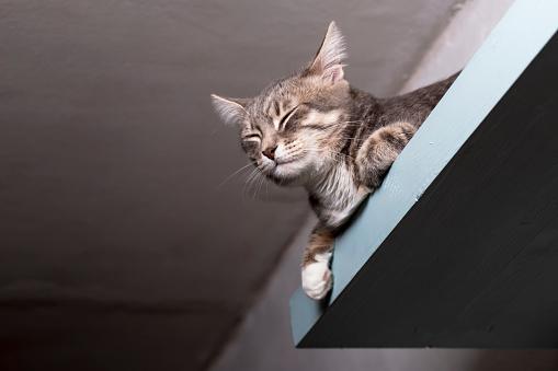 por que os gatos gostam de ficar em lugares altos?