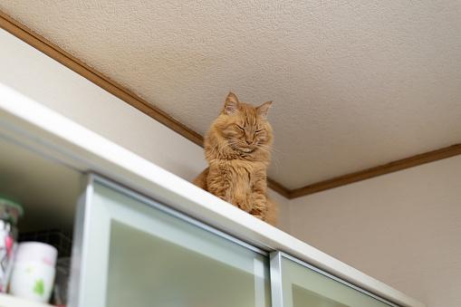 por que os gatos gostam de ficar em lugares altos?