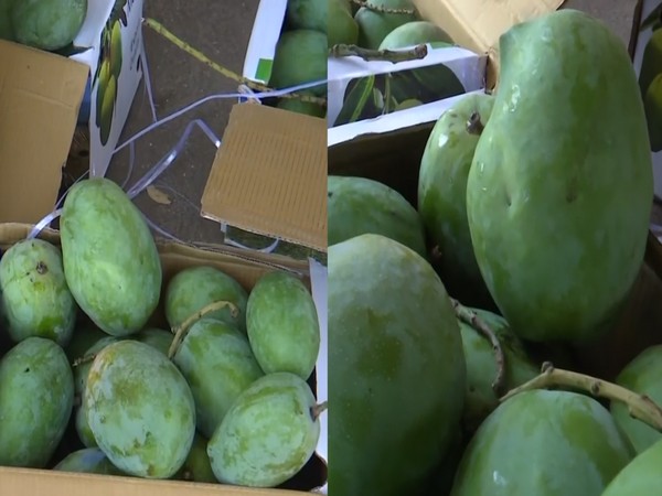 'kesar' mango: spreading gujarati sweetness across the globe