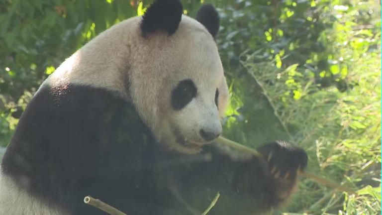 WATCH: San Diego zoo draws thousands with new giant pandas, new habitat