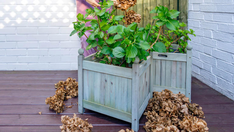 why-are-my-hydrangeas-turning-brown-plant-experts-share-advice
