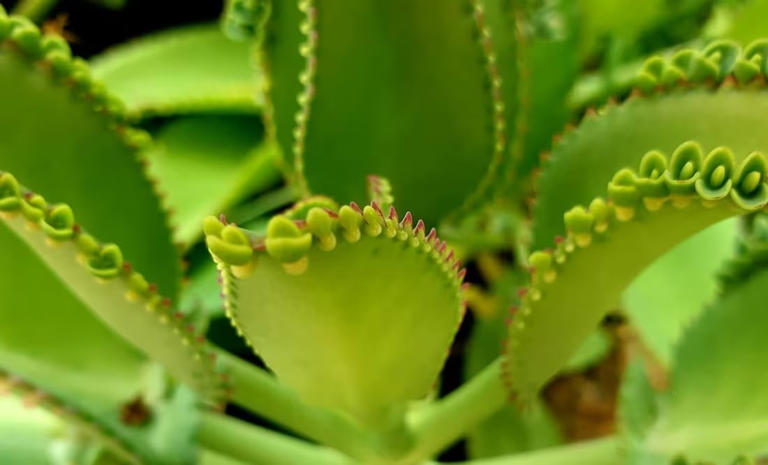 Kalanchoe. Foto: Pexels