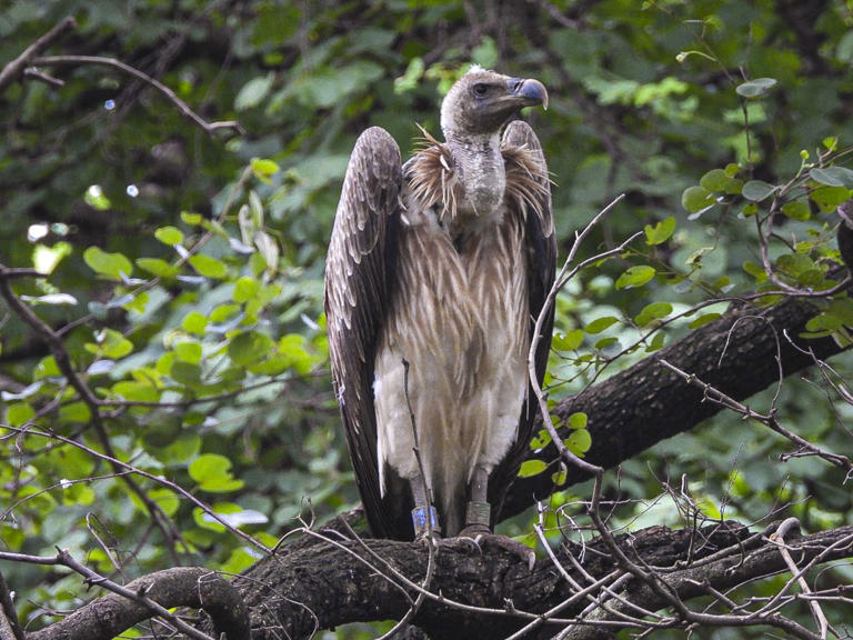 Critically endangered long-billed vultures reintroduced in natural ...