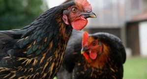 Salmonella Danger in Your Backyard? Protect Your Family from Hidden Risks