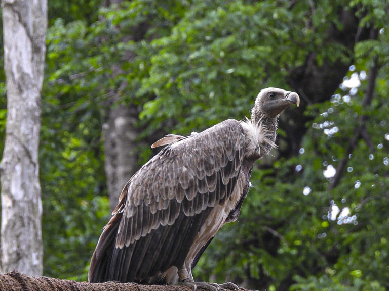 Critically endangered long-billed vultures reintroduced in natural ...