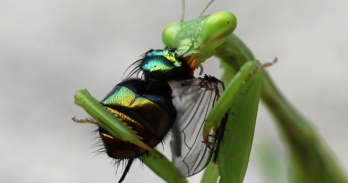 11 Reasons Why You Should Attract Praying Mantises To Your Garden