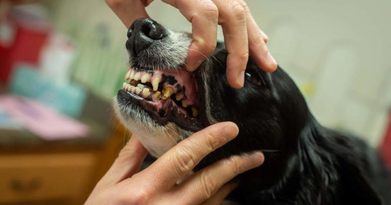 Dental Cavities in Dogs: Symptoms, Causes, & Treatments