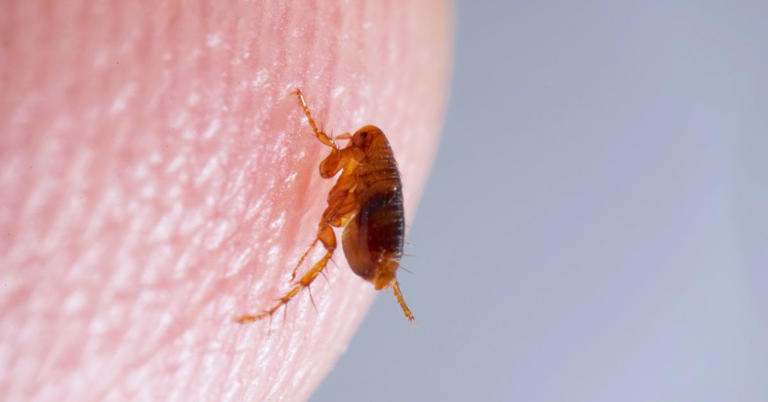 garrapata que causa rickettsia que es mortal 