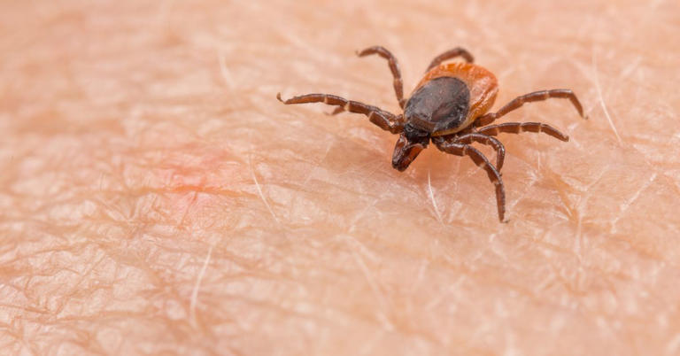 garrapata que es portadora de rickettsia enfermedad que puede ser mortal 