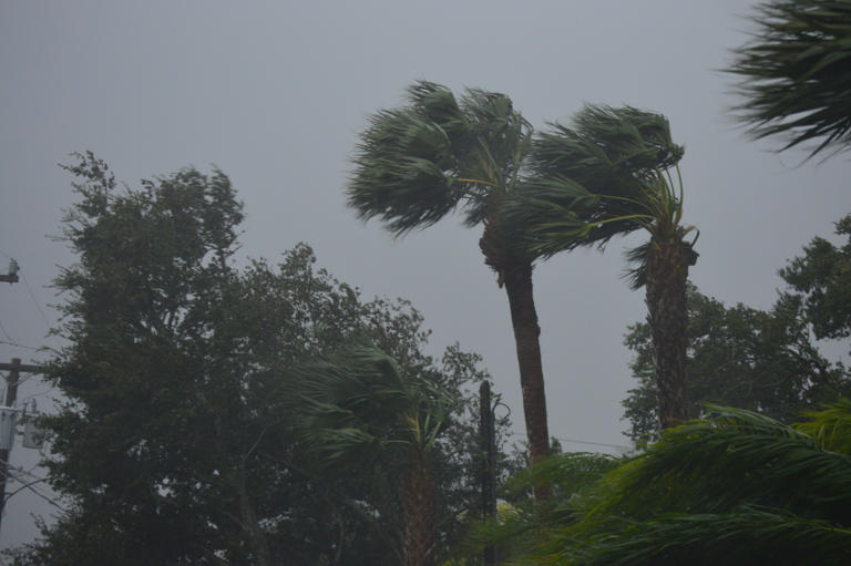 Trees blow in winds from Hurricane Ian when the storm made landfall in Florida in 2022. Tropical Storm Ernesto has disrupted two Carnival cruise paths in the Atlantic Ocean.