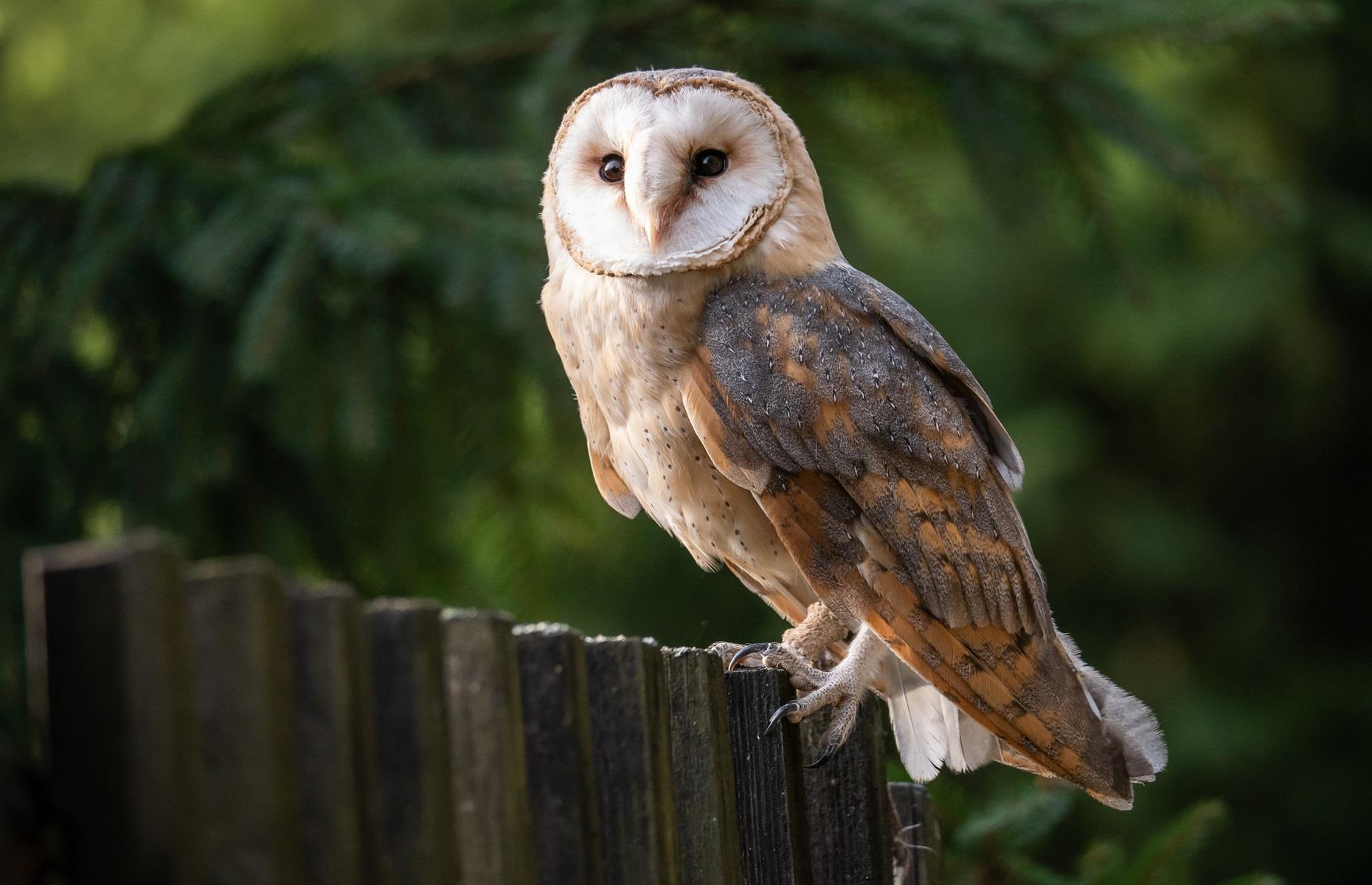 13 Backyard Pests That Are Protected