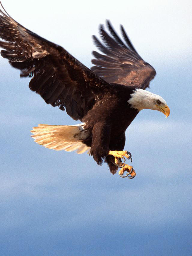 Bald Eagle Symbol Meaning: America's National Bird