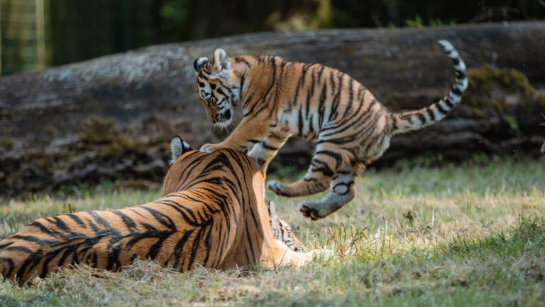 The four cubs were born in May (Longleat Safari and Adventure Park/PA)