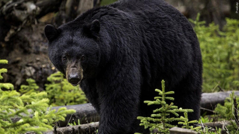 Great Smoky Mountains National Park sees closures for bear activity (FILE)