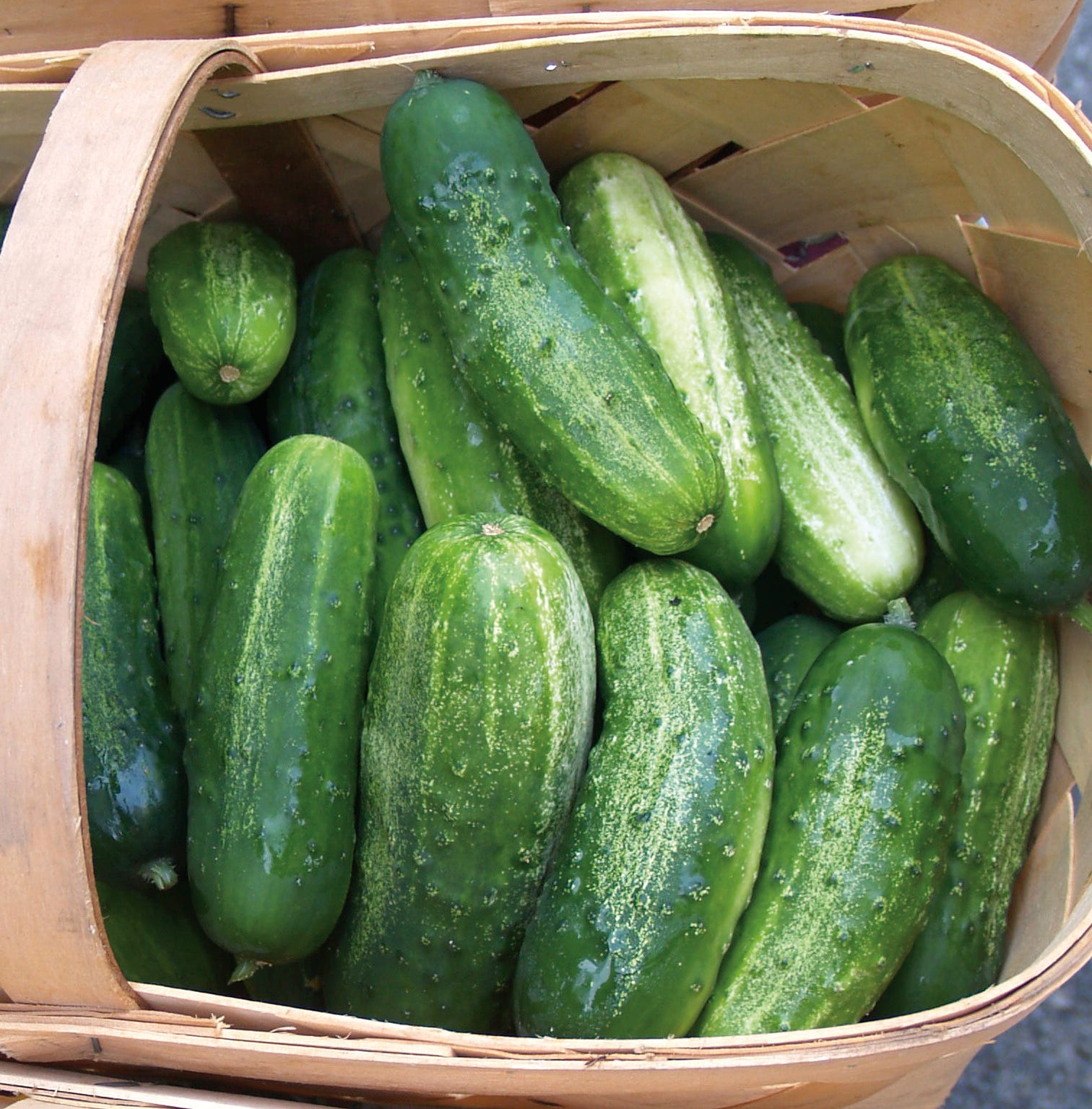 Recalled Cucumbers In Salmonella Outbreak Sickened 449 People In 31 ...