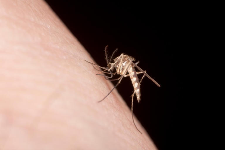 2 new West Nile virus cases, 1 EEE finding reported in RI
